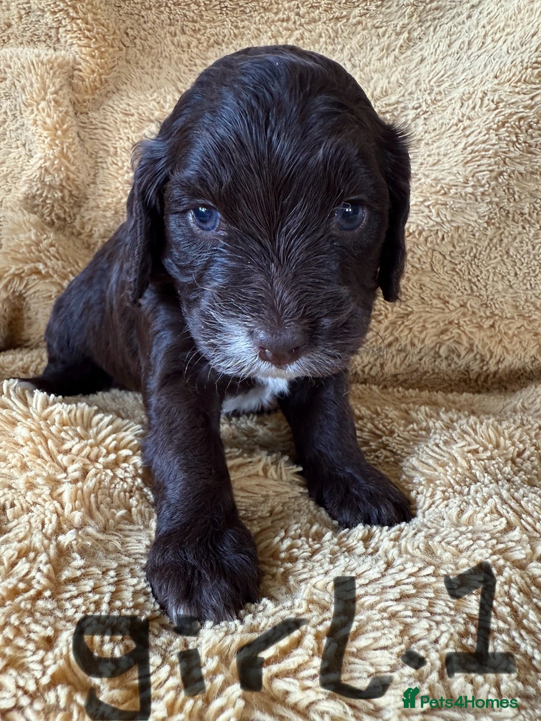 Cockapoo dogs for sale: Cockapoos puppies 2 girls 2 boys - Image 5