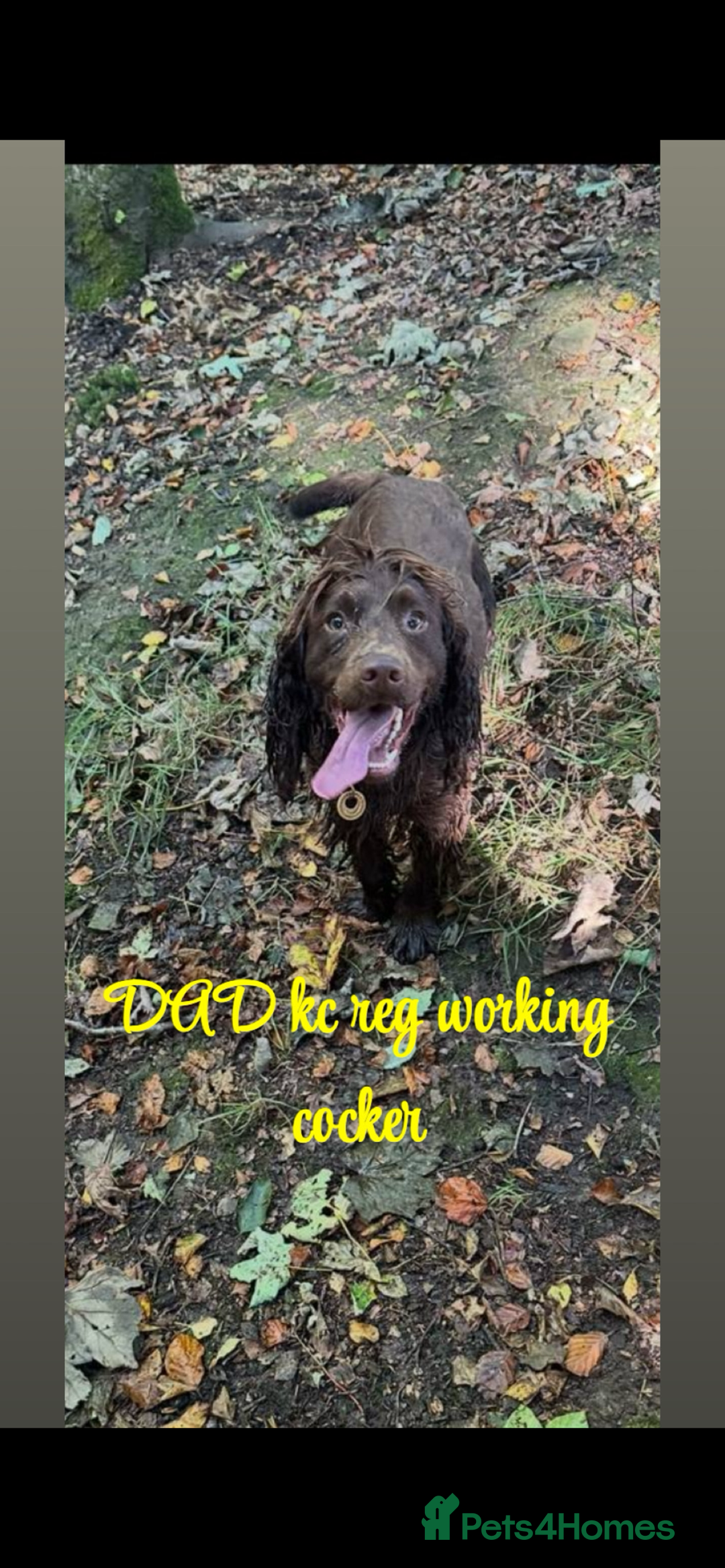 Cocker Spaniel dogs for sale: Cocker spaniel puppies for sale  - Advert 7