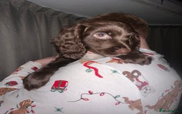 Cockapoo dogs for sale: COCKAPOO PUPPIES! READY TO LEAVE NOW🐾 - Advert 4