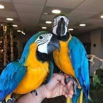 Macaws birds Blue and Gold Macaw  for sale  - Advert 1