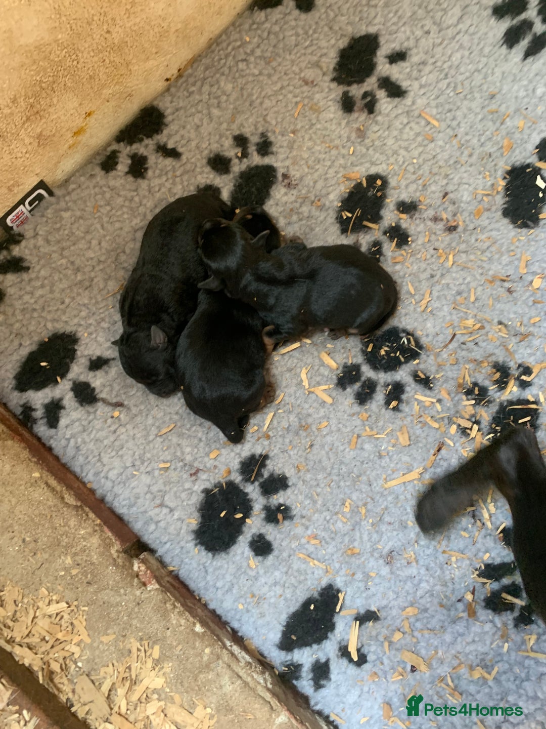 Patterjack dogs for sale: Patterjack puppie  - Image 5