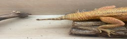 Bearded Dragon reptiles for sale: Female bearded dragon - Advert 3