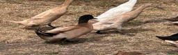 Ducks poultry for sale: KHAKI CAMPBELL + RUNNER DRAKES  - Advert 2