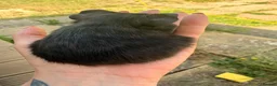 Guinea Pig rodents for sale: Baby guinea pigs  - Advert 19