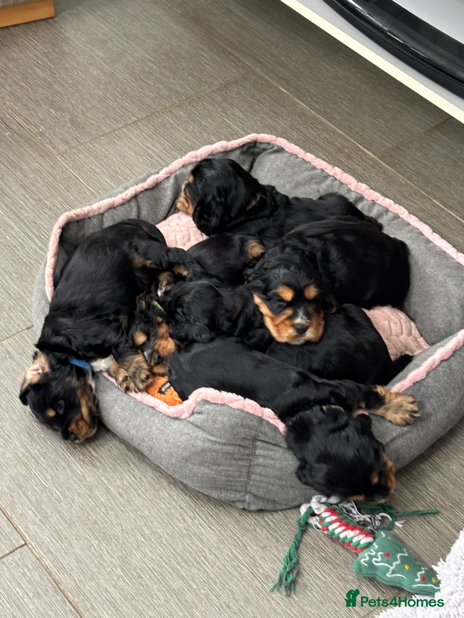 Cocker Spaniel dogs Last remaining Stunning KC show Cocker  - Advert 2