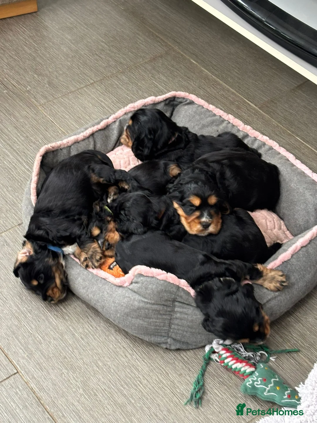 Cocker Spaniel dogs for sale: Last remaining Stunning KC show Cocker  - Advert 2