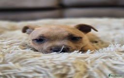 Staffordshire Bull Terrier dogs for sale: !READY NOW! KC Reg Quality Red Staffy Puppies  - Image 16