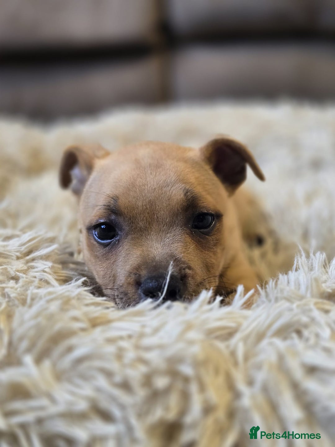 Staffordshire Bull Terrier dogs for sale: !READY NOW! KC Reg Quality Red Staffy Puppies  - Image 16