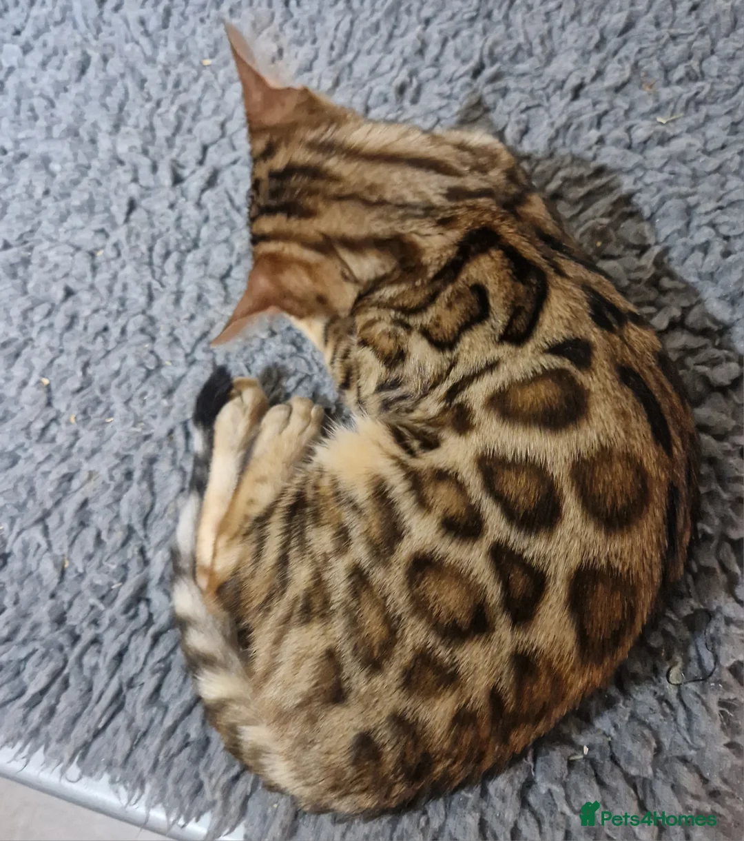 Bengal cats for sale: Stunning Rosetted Girl  - Advert 5