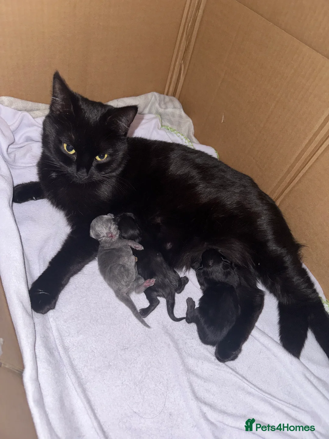 Domestic Shorthair cats for sale: female kitten for sale  in Nottingham - Advert 2