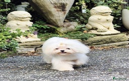 Maltese dogs for stud: Amazing Tiny Doll Face Korean Maltese STUD ONLY  - Image 10