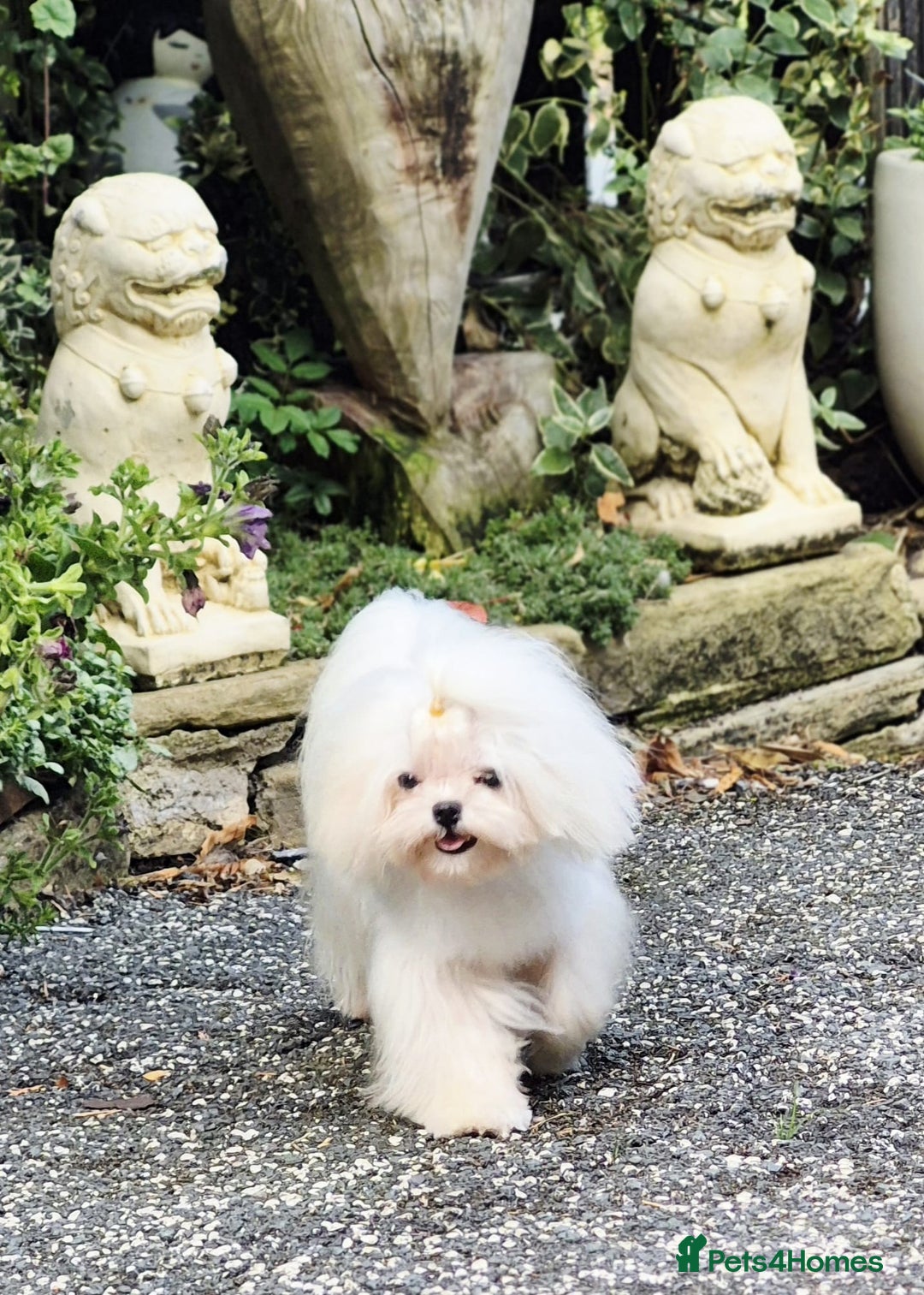 Maltese dogs for stud: Amazing Tiny Doll Face Korean Maltese STUD ONLY  - Image 10