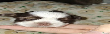 Shih Tzu 4