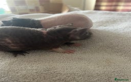 Guinea Pig rodents for sale: Skinny pig babies ready now - Image 3