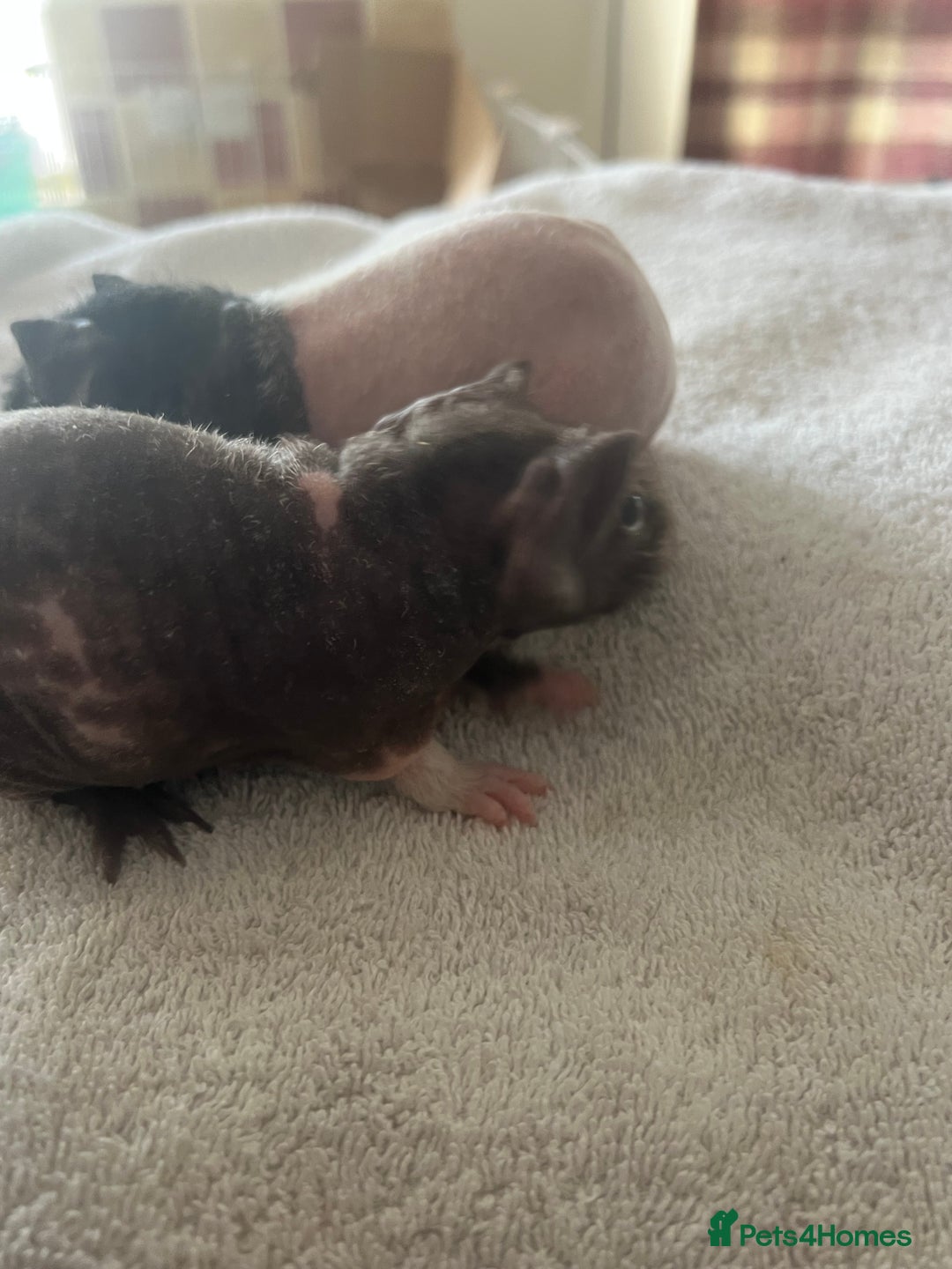 Guinea Pig rodents for sale: Skinny pig babies ready now - Image 3