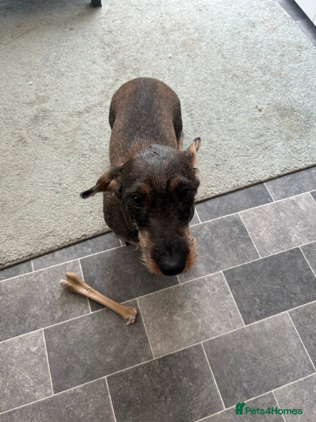 Dachshund dogs for sale: Teckel Dachshund for rehoming - Advert 9