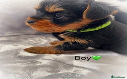 Yorkshire Terrier dogs for sale: Pedigree Yorkshire Puppies - Image 7
