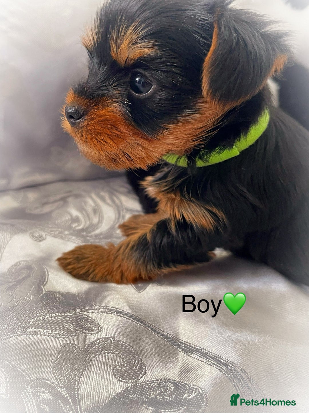 Yorkshire Terrier dogs for sale: Pedigree Yorkshire Puppies - Image 7