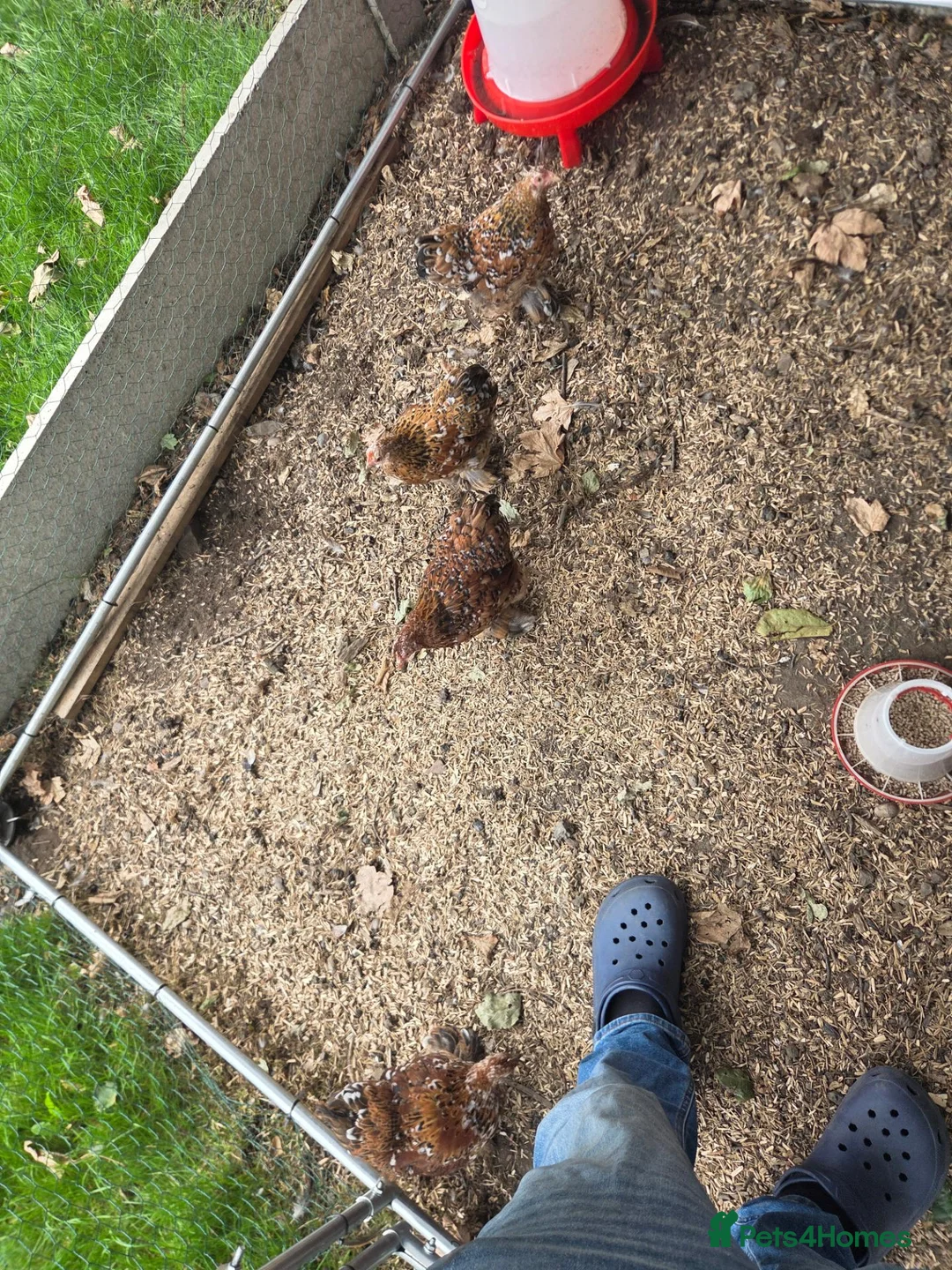 Chickens poultry for sale: X4 Millifluer Pekins - Advert 4