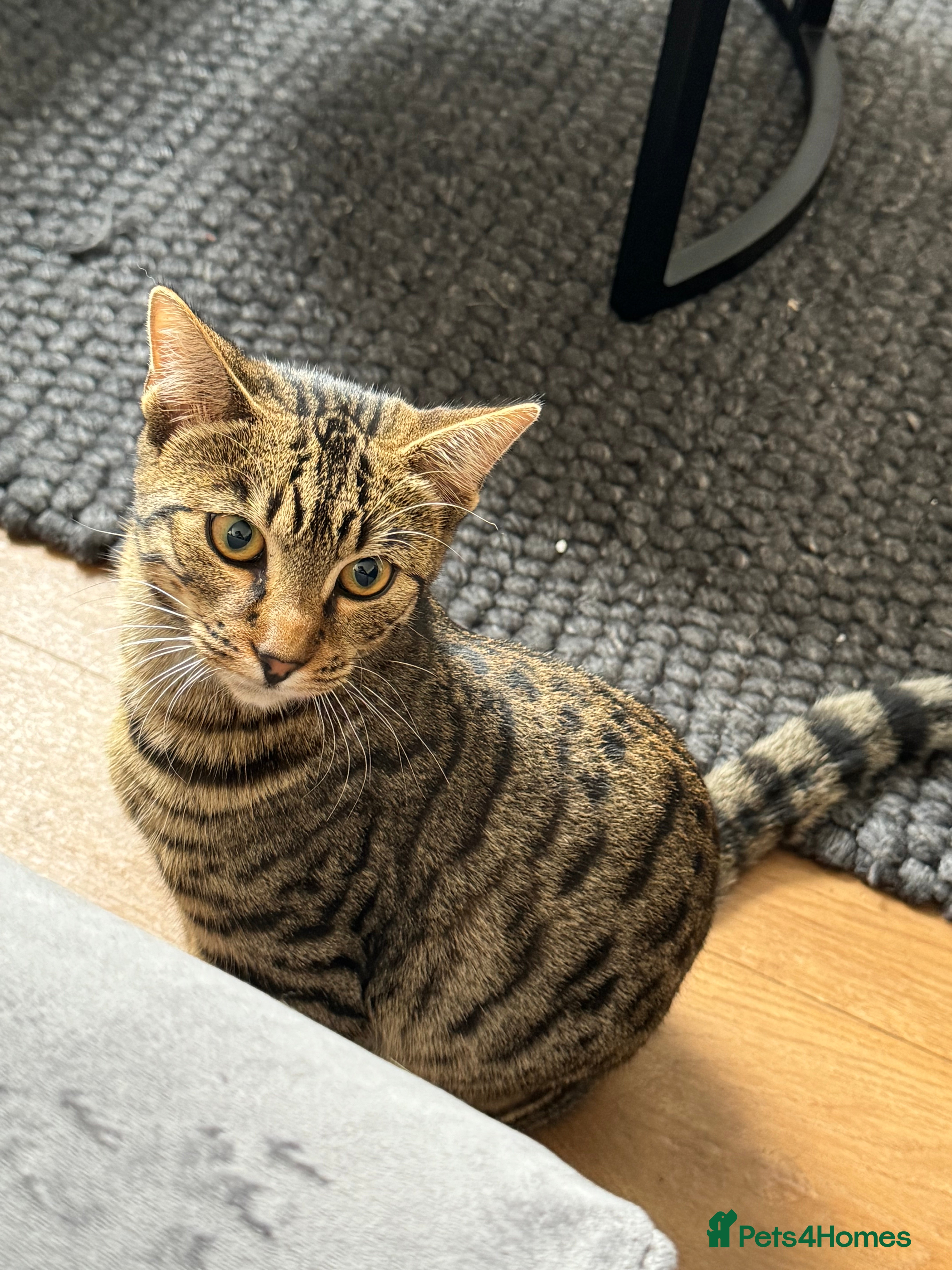 Mixed Breed cats Bengal cross up for sale - Advert 1