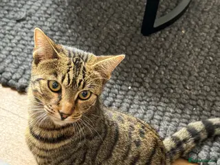 Mixed Breed cats Bengal cross up for sale - Advert 1