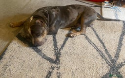American Bully dogs for sale: American bully  - Image 8