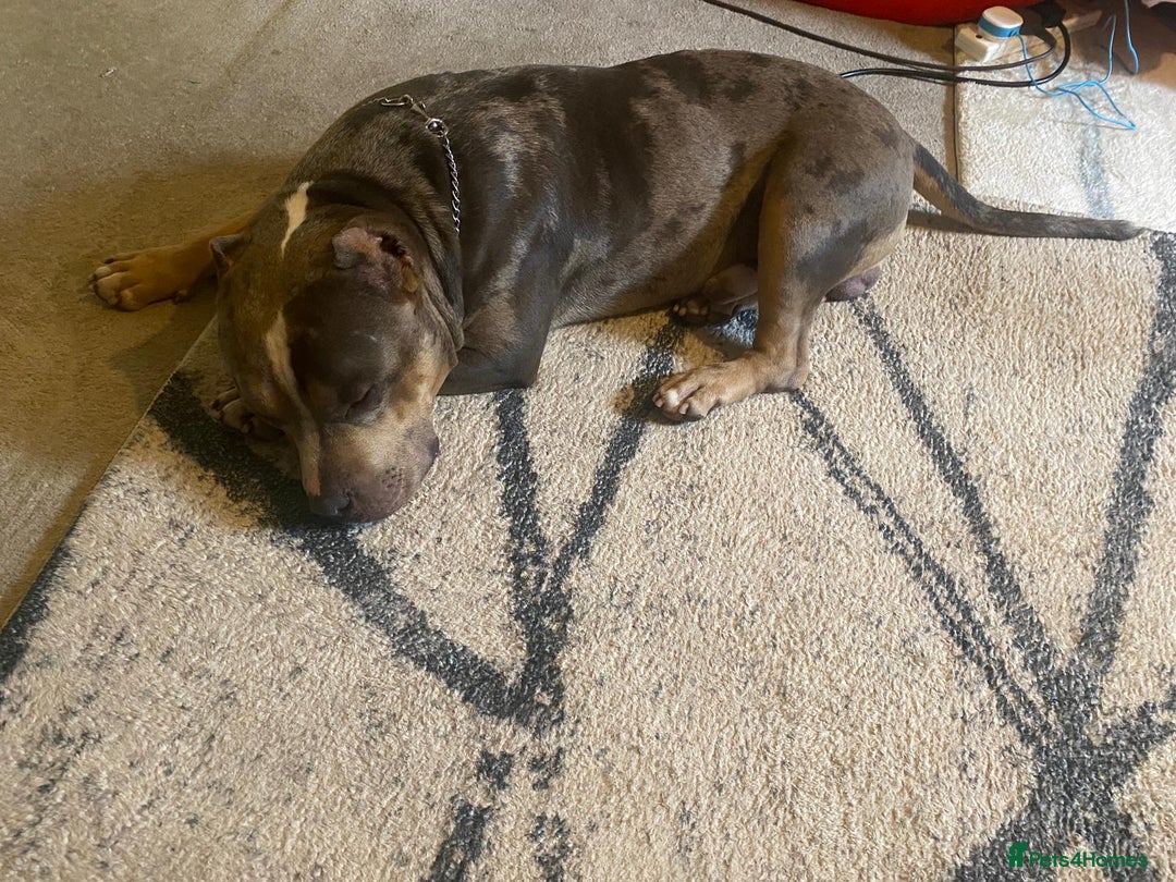 American Bully dogs for sale: American bully  - Image 8