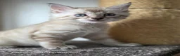 Bengal cats for sale: Rare Cashmere & Short Hair Bengals  - Advert 26