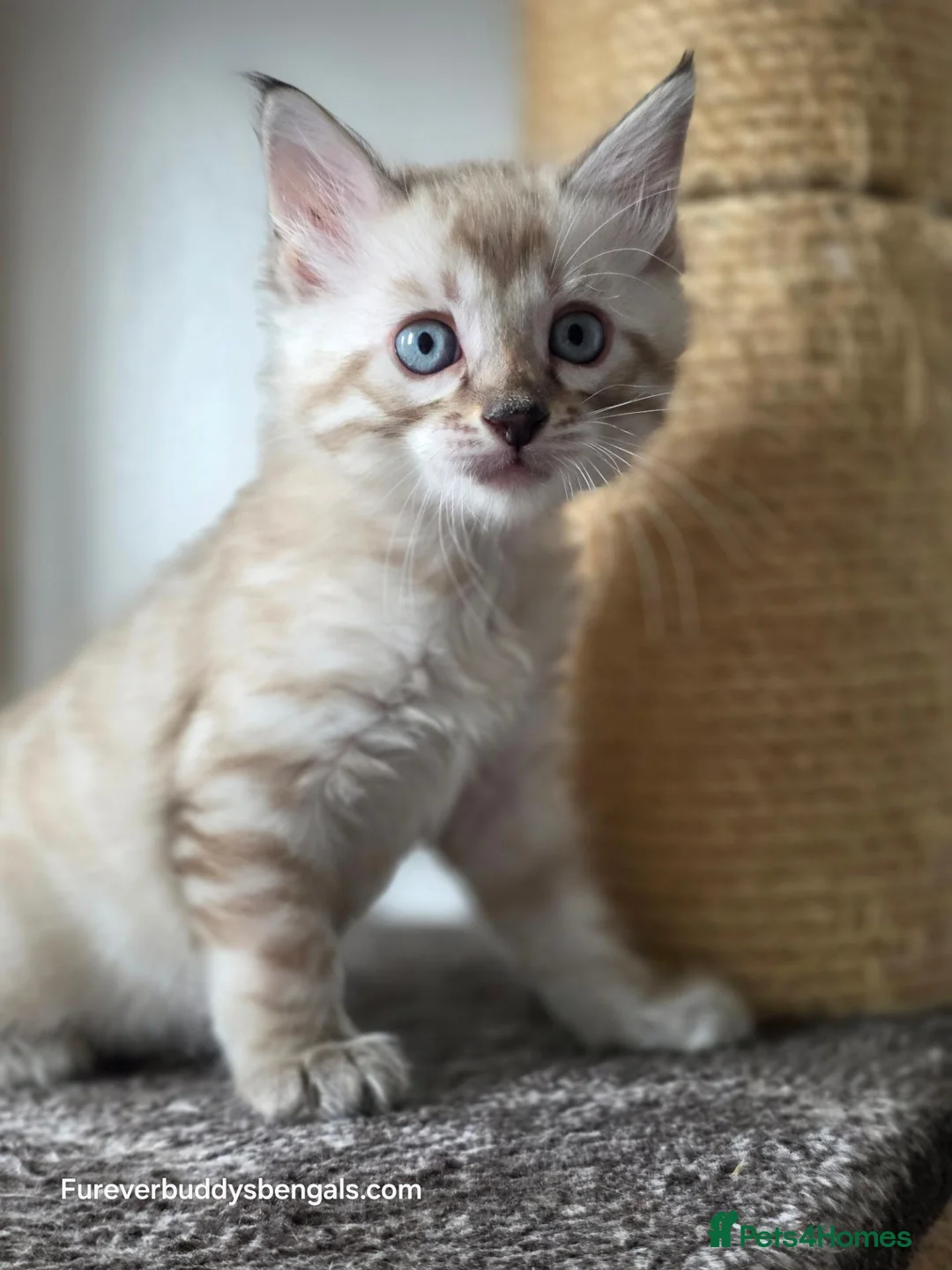 Bengal cats for sale: Rare Cashmere & Short Hair Bengals  - Advert 26