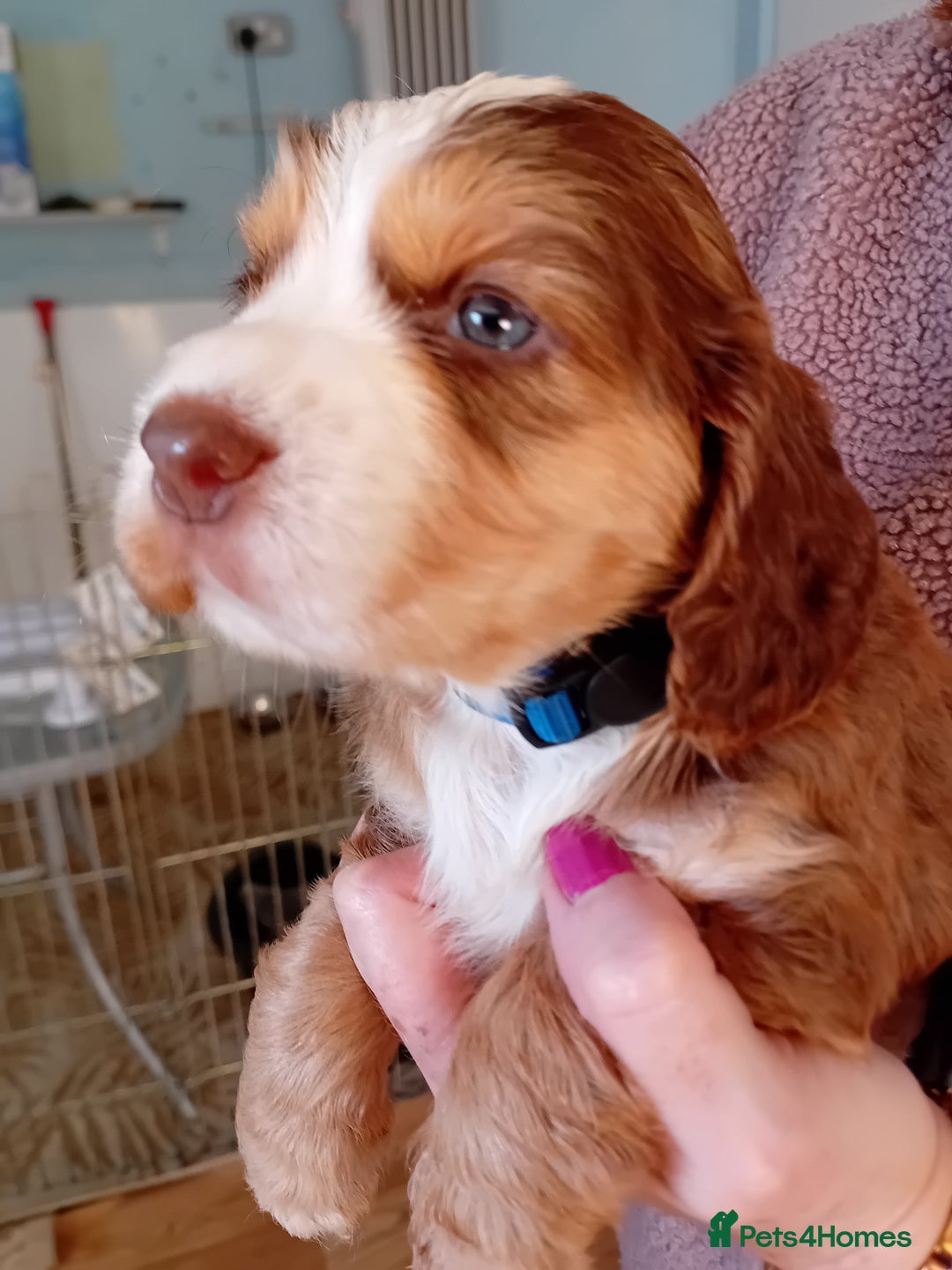 Cocker Spaniel dogs for sale: Stunning Cocker Spaniel girls - Advert 1