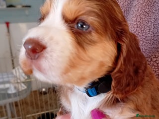 Cocker Spaniel dogs Stunning Cocker Spaniel girls - Advert 1