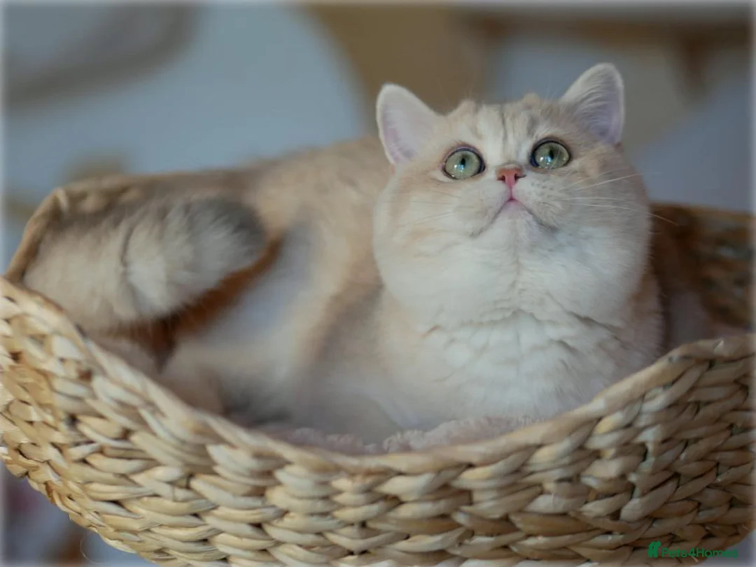 British Shorthair cats for stud: Exquisite blue golden import stud - Advert 2