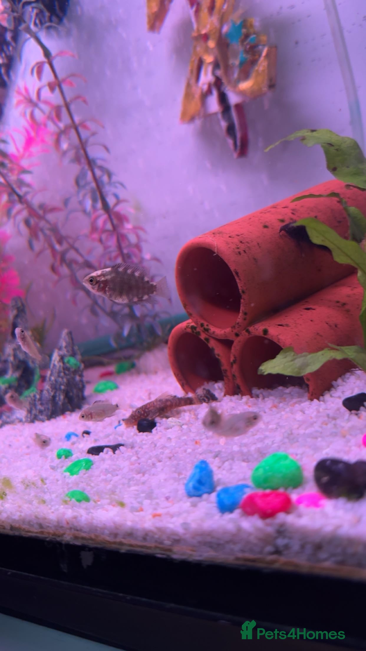 Cichlids fish Young chocolate Chiclids  - Advert 1
