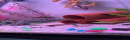 Cichlids fish for sale: Young chocolate Chiclids And yellow labs  - Advert 1