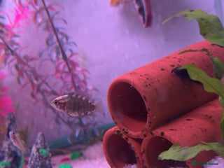 Cichlids fish Young chocolate Chiclids And yellow labs - Advert 15