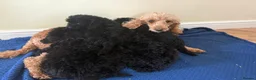 Cockapoo dogs for sale: Stunning puppies  - Advert 12