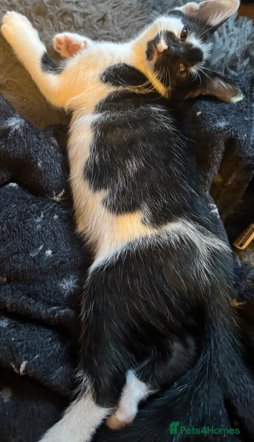 Mixed Breed cats for sale: Cute Kittens - Advert 2