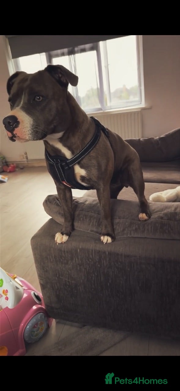 Staffordshire Bull Terrier dogs Blue Staffordshire bull terrier  - Advert 2