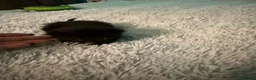 Mixed Breed cats for sale: Tabby kittens  - Advert 8