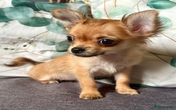Chihuahua dogs for sale: REDUCED last long hair female pup. - Image 3