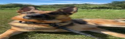 German Shepherd dogs for sale: German shepherd make for sale in Rotherham - Advert 3