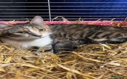 Domestic Shorthair cats for sale: Kittens for sale  - Image 7