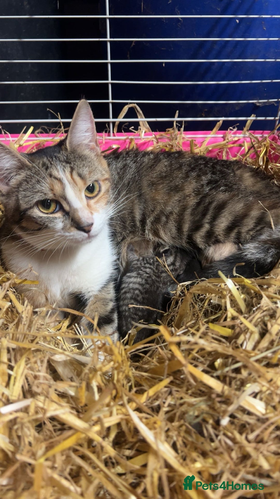 Domestic Shorthair cats for sale: Kittens for sale  - Image 7