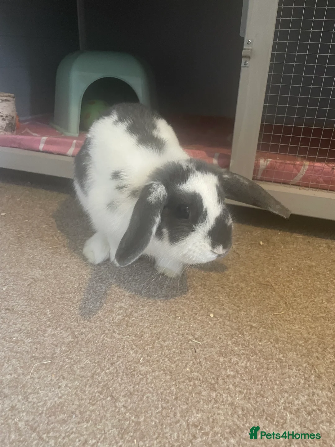 Mini Lop rabbits for sale: Mini Lops - Advert 3