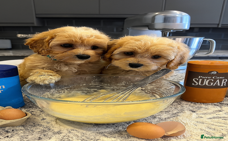Cavapoo dogs - Advert 8