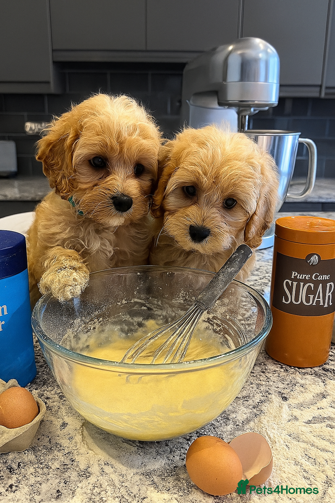Cavapoo dogs for sale: Donnajays F1 CAVAPOO BOYS  - Image 1