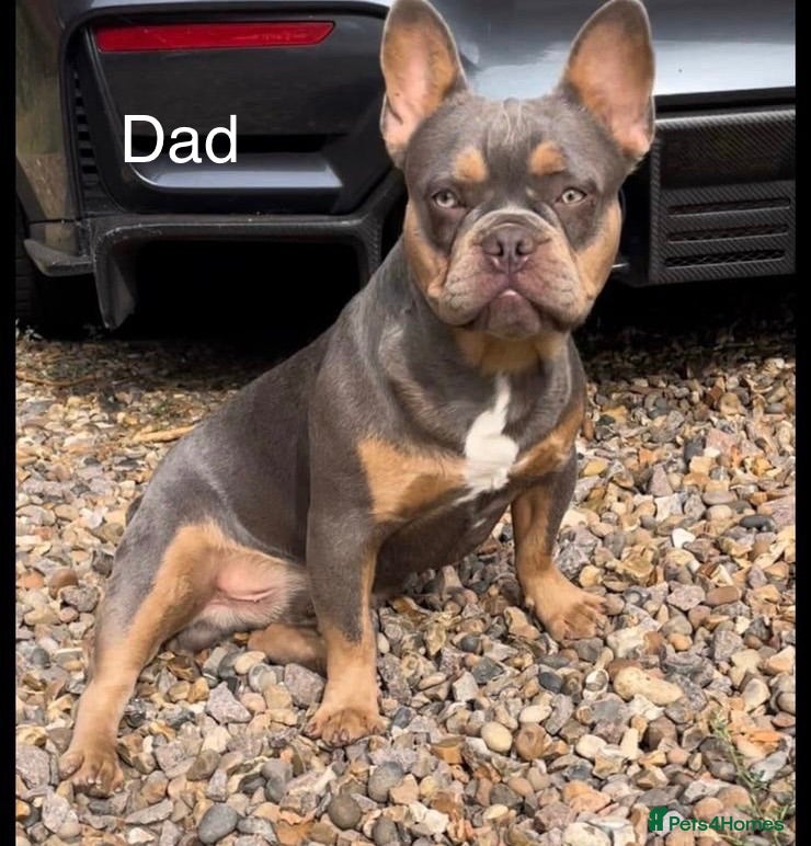 French Bulldog dogs Beautiful French Bull Dog Puppies - Advert 1
