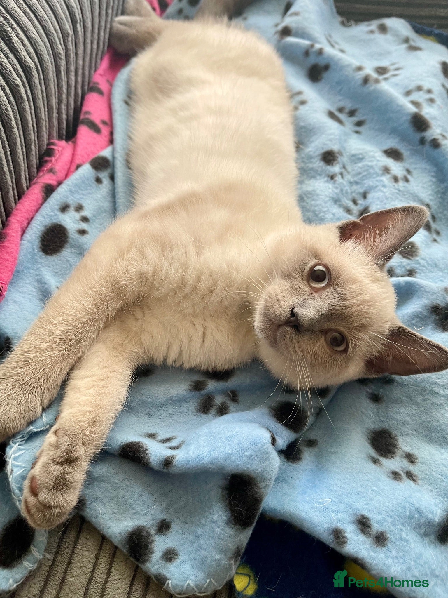 British Shorthair cats 💙 GCCF Pedigree Blue Colourpoint BSH Kitten - Advert 2
