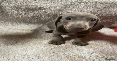 Miniature Dachshund dogs - Advert 12