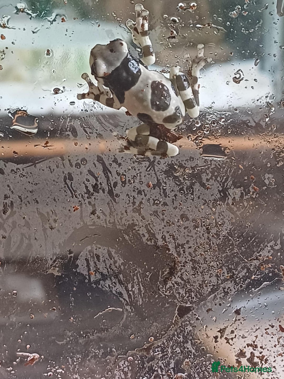 Frog reptiles for sale: Beautiful milk tree frogs  - Image 2